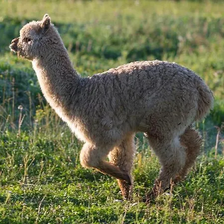 Glamping Mali Raj Dolenci